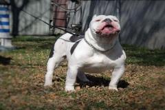 1_anh-cho-pitbull-dep-cute-1