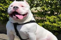 1_anh-cho-pitbull-dep-xinh-1
