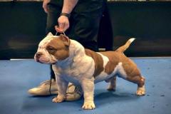 anh-cho-pitbull-dep-cute-1