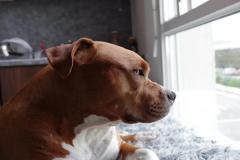 anh-cho-pitbull-dep-xinh-1