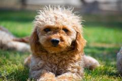 1_anh-cho-poodle-dep-1
