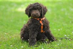 1_anh-cho-poodle-dep-cute-1