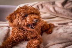 1_anh-cho-poodle-dep-xinh-1