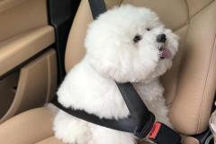 1_anh-cho-poodle-xinh-1