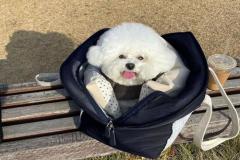 1_anh-cho-poodle-xinh-xan-1