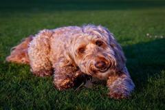 anh-cho-poodle-dep-1