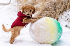 anh-cho-poodle-dep-cute-1