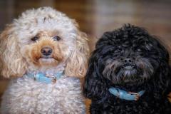 anh-cho-poodle-dep-xinh-1