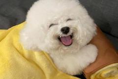 anh-cho-poodle-xinh-1