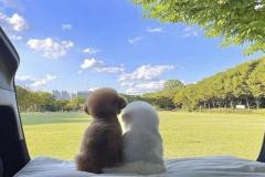 anh-cho-poodle-xinh-xan-1