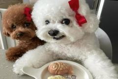 anh-cho-poodle-xinh-xiu-1