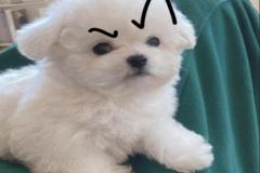 1_anh-cho-poodle-meme-1