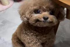 1_anh-cho-poodle-meme-dep-1