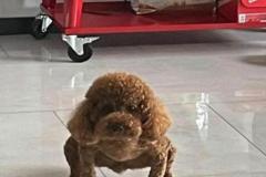 1_anh-cho-poodle-meme-hai-1