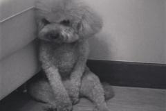 1_anh-cho-poodle-meme-hai-huoc-1