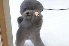 anh-cho-poodle-meme-1