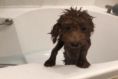 anh-cho-poodle-meme-dep-1