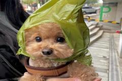 anh-cho-poodle-meme-hai-1