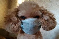 anh-cho-poodle-meme-hai-huoc-1