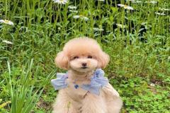 1_anh-cho-poodle-nau-1