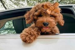 1_anh-cho-poodle-nau-cute-1
