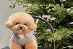 1_anh-cho-poodle-nau-dep-1
