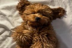 1_anh-cho-poodle-nau-xinh-1