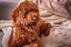anh-cho-poodle-dep-xinh-1-1