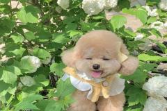 anh-cho-poodle-nau-1