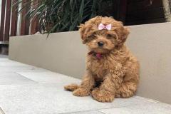 anh-cho-poodle-nau-cute-1