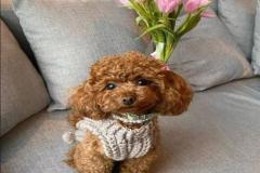 anh-cho-poodle-nau-xinh-1