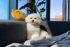 1_anh-cho-poodle-trang-1