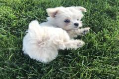 1_anh-cho-poodle-trang-cute-1