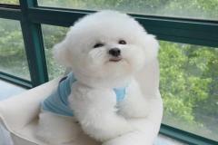 1_anh-cho-poodle-trang-dep-1