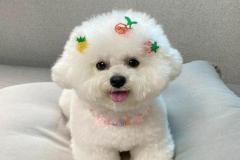 anh-cho-poodle-trang-1