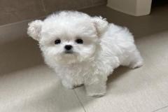 anh-cho-poodle-trang-cute-1
