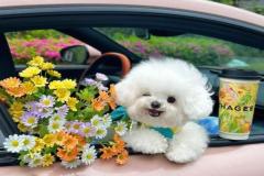 anh-cho-poodle-trang-dang-yeu-1