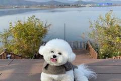 anh-cho-poodle-trang-dep-1