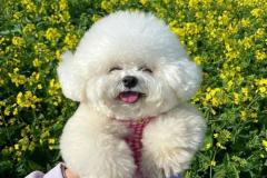 anh-cho-poodle-trang-xinh-1
