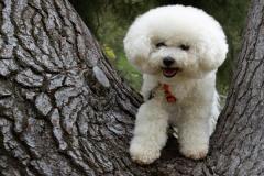 1_anh-cho-poodle-trang-1