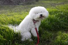1_anh-cho-poodle-trang-dep-1