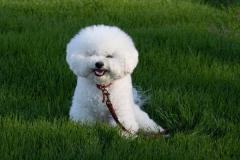 anh-cho-poodle-trang-1