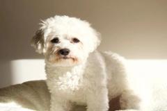 anh-cho-poodle-trang-dep-1