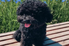 Ảnh chó poodle đẹp xinh
