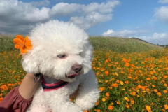 Ảnh chó poodle đẹp xinh