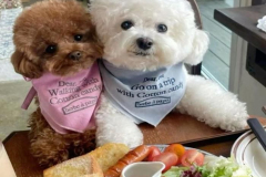 Ảnh chó poodle đẹp xinh