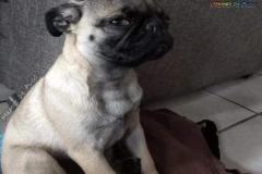 1_anh-cho-pug-mat-xe-buon-cute-1