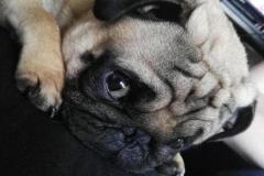 1_anh-cho-pug-mat-xe-buon-dep-1