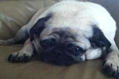 anh-cho-pug-mat-xe-buon-1