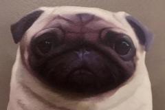 anh-cho-pug-mat-xe-buon-cute-1